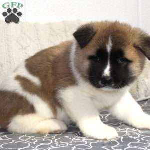 Olive, Akita Puppy